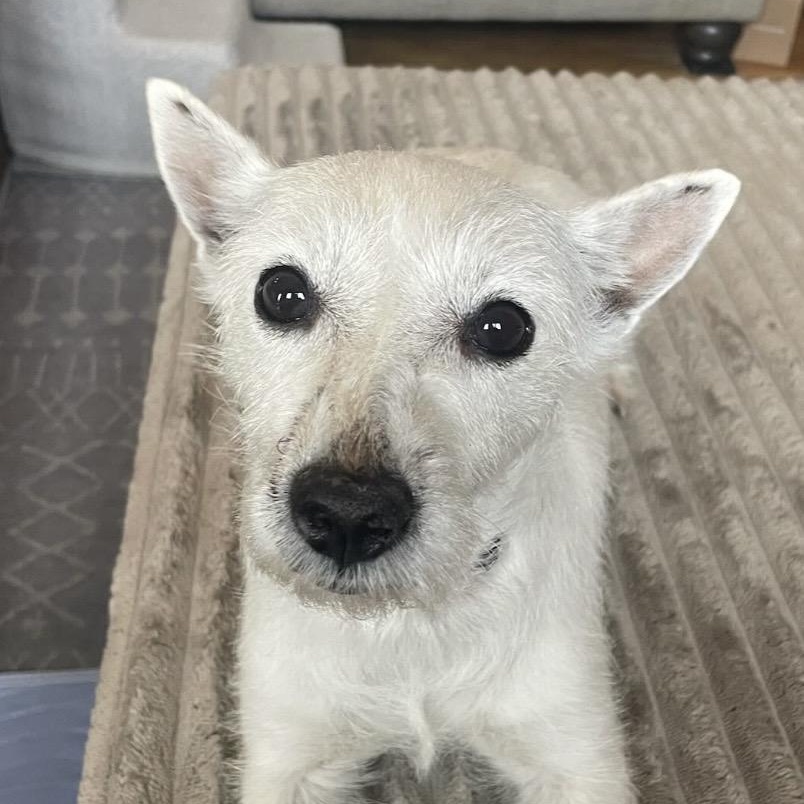 Enlarge Wicket, an adopted West Highland White Terrier / Westie in Omaha, NE image 2/4