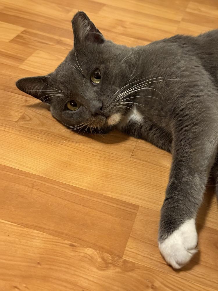 Valentino, Adoptable, Adult Male Russian Blue & Domestic Short Hair.