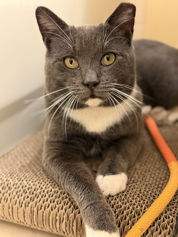 Enlarge Valentino, a Adoptable mixed breed in Fern Park, FL image 2/6