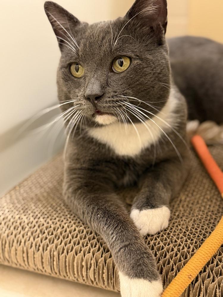 Enlarge Valentino, a Adoptable mixed breed in Fern Park, FL image 5/6