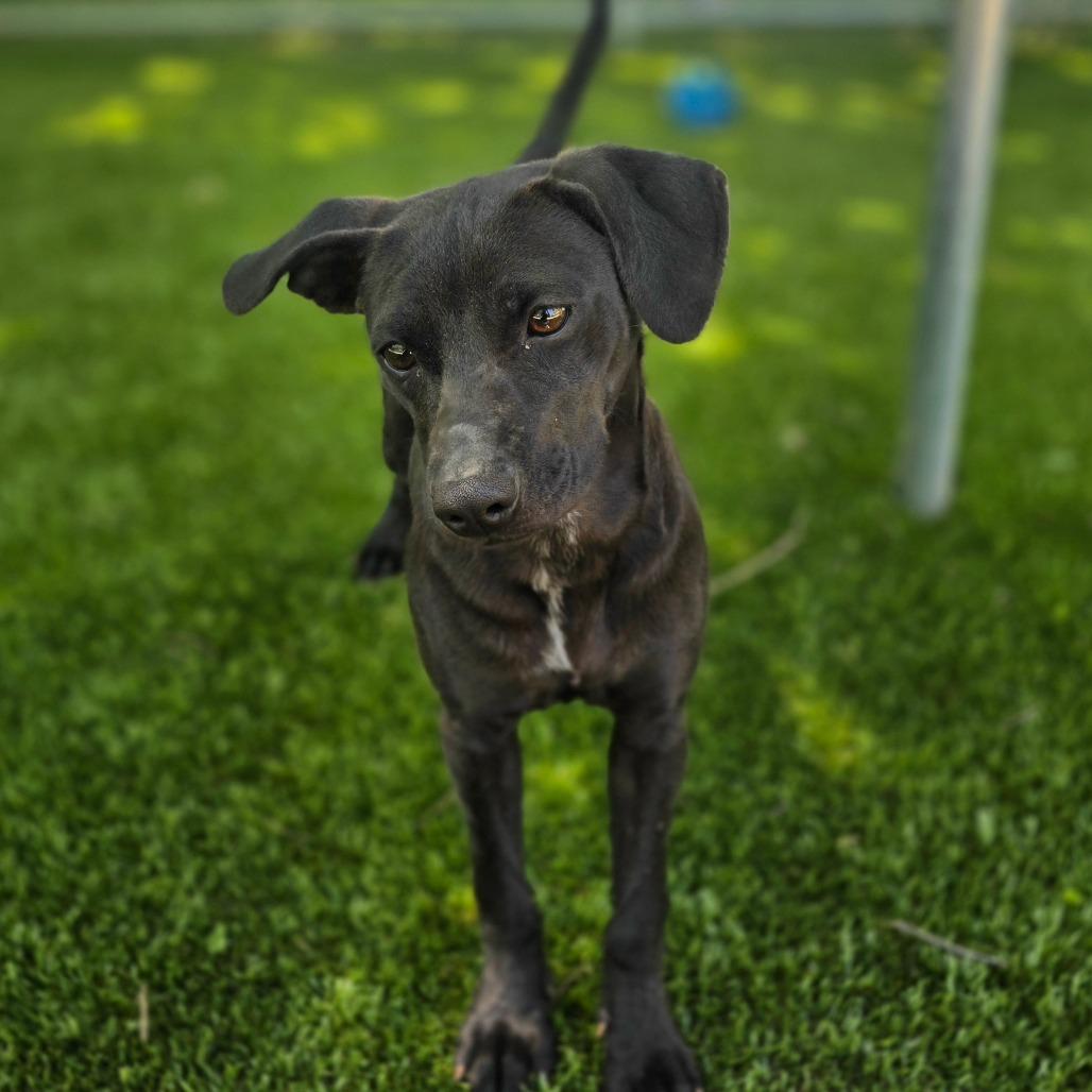 Enlarge Gila, a Adoptable mixed breed in Huntsville, AL image 1/4