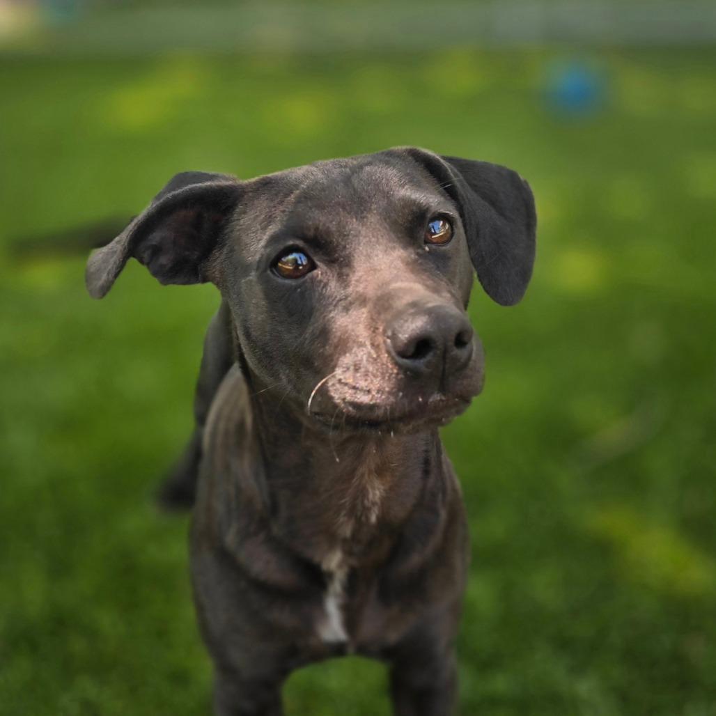 Enlarge Gila, a Adoptable mixed breed in Huntsville, AL image 2/4