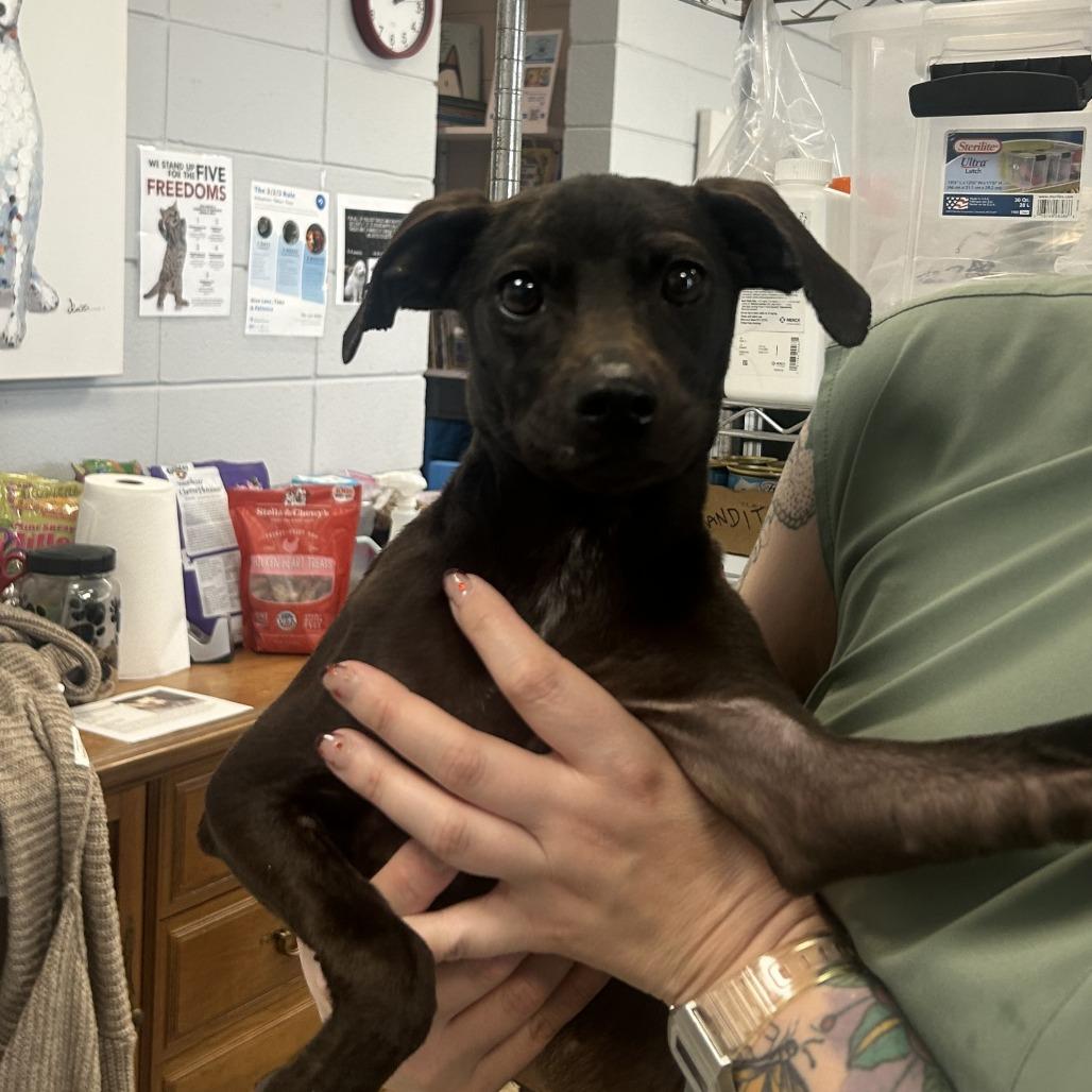 Enlarge Gila, a Adoptable Mixed Breed in Huntsville, AL image 1/1