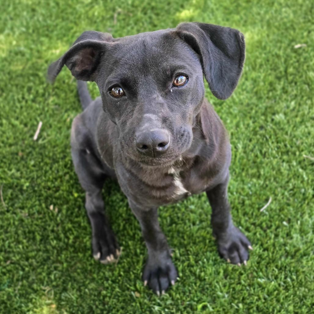 Enlarge Gila, a Adoptable mixed breed in Huntsville, AL image 3/4