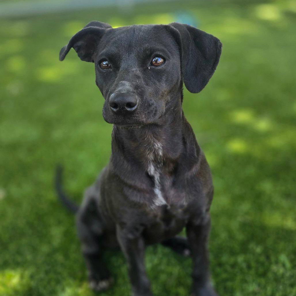Enlarge Gila, a Adoptable mixed breed in Huntsville, AL image 4/4