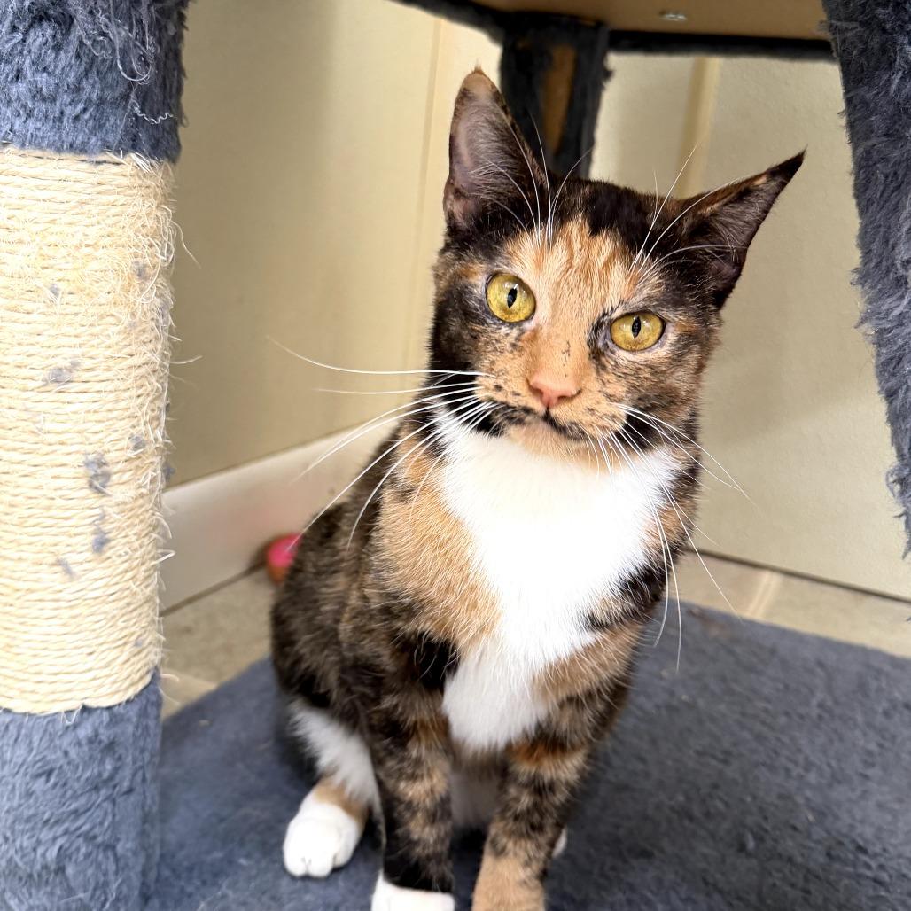 Cashmere, Adoptable, Adult Female Domestic Short Hair.