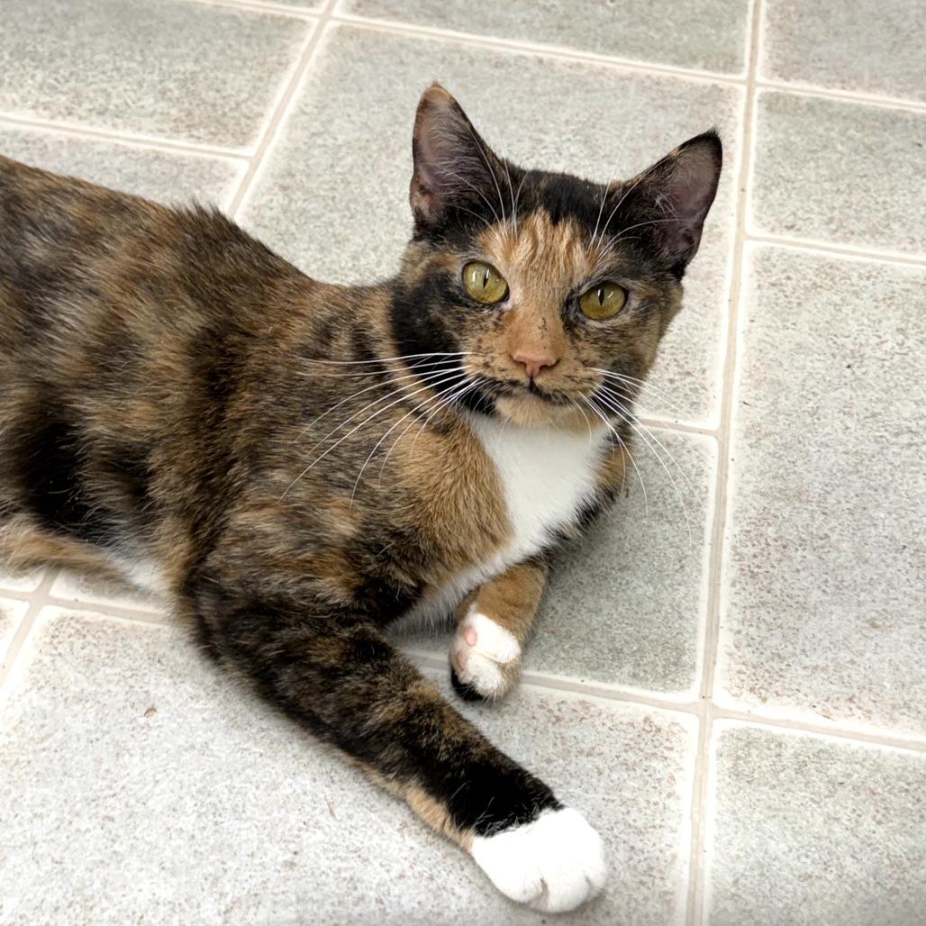 Enlarge Cashmere, a Adoptable Domestic Short Hair in Pontiac, IL image 2/4