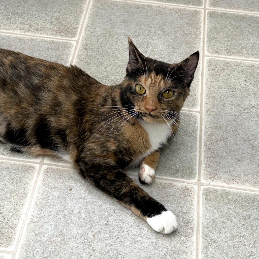 Enlarge Cashmere, a Adoptable Domestic Short Hair in Pontiac, IL image 4/4