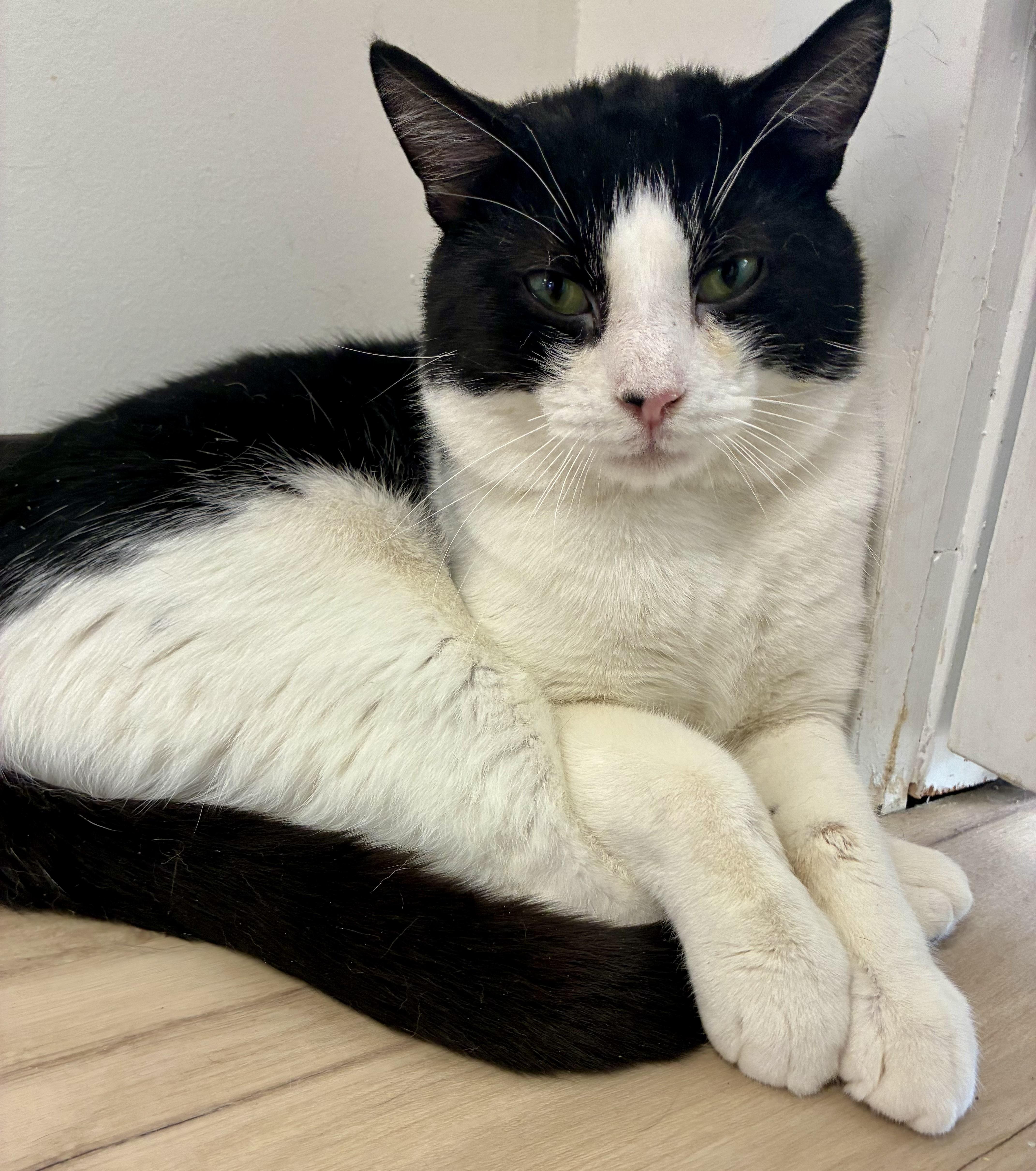 Enlarge Jaspurr, an adopted Tuxedo in Plainville, CT image 4/6