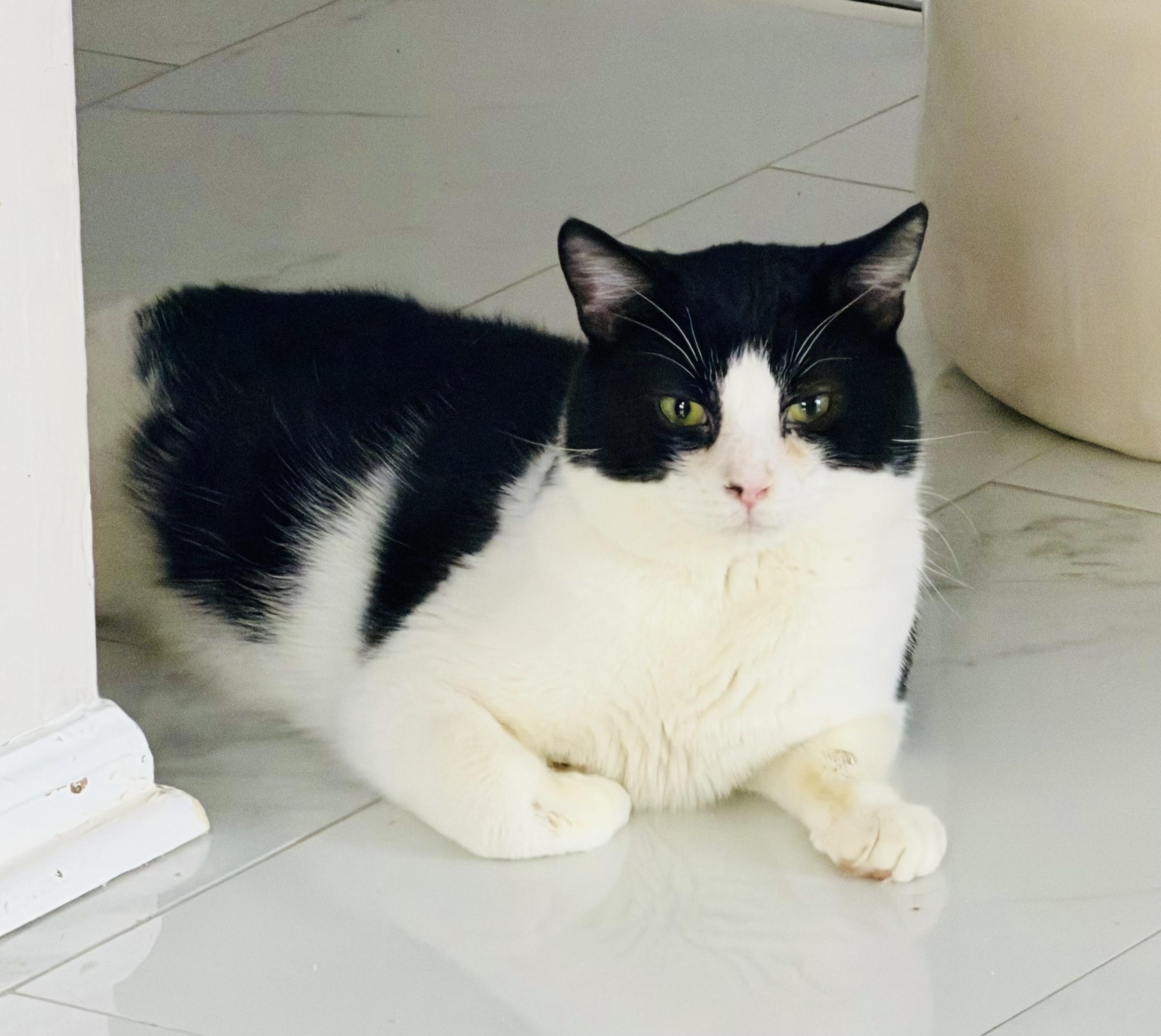 Jaspurr, a ADOPTABLE Tuxedo in Plainville, CT image 4/6