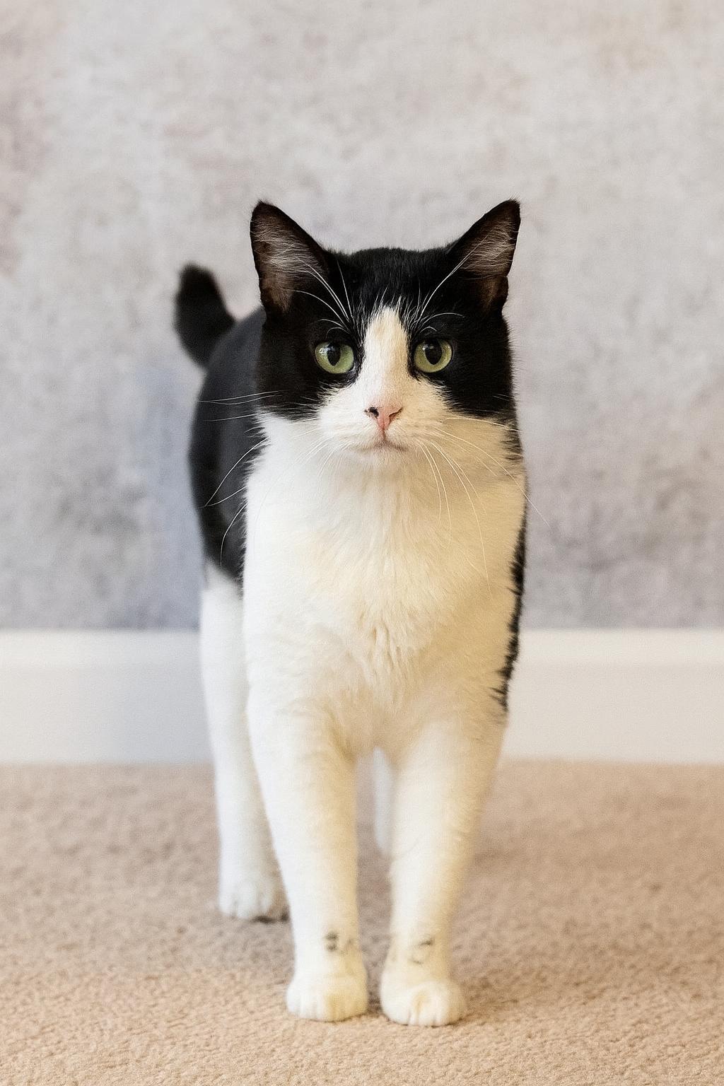 Jaspurr, a ADOPTABLE Tuxedo in Plainville, CT image 6/6