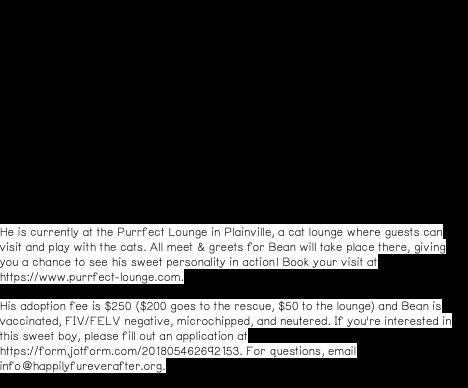 Jaspurr, a ADOPTABLE Tuxedo in Plainville, CT image 2/6