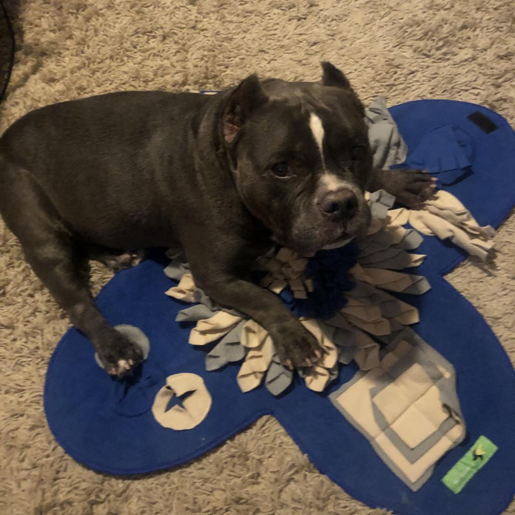 Enlarge Cauliflower, a Adoptable mixed breed in Austin, TX image 1/6