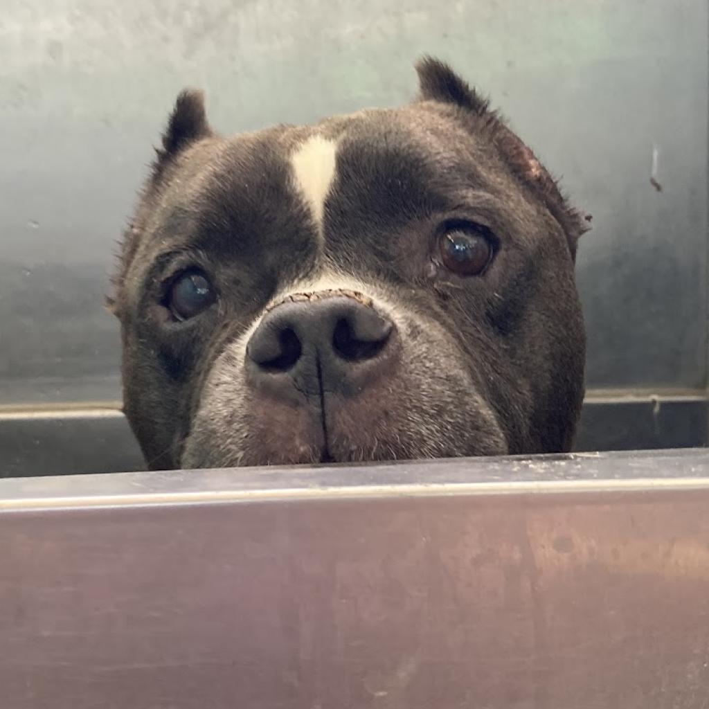 Enlarge Cauliflower, a Adoptable mixed breed in Austin, TX image 2/6