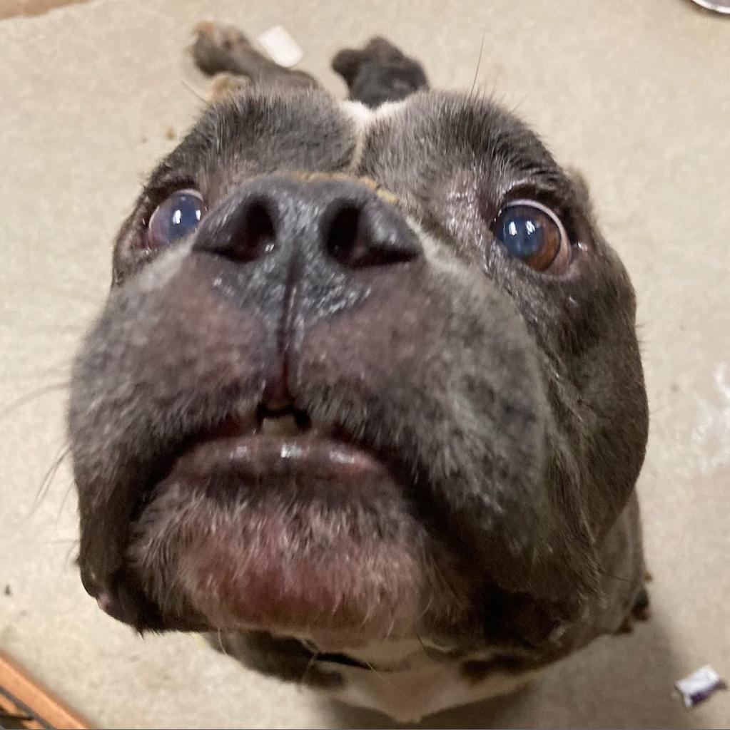 Enlarge Cauliflower, a Adoptable mixed breed in Austin, TX image 4/6