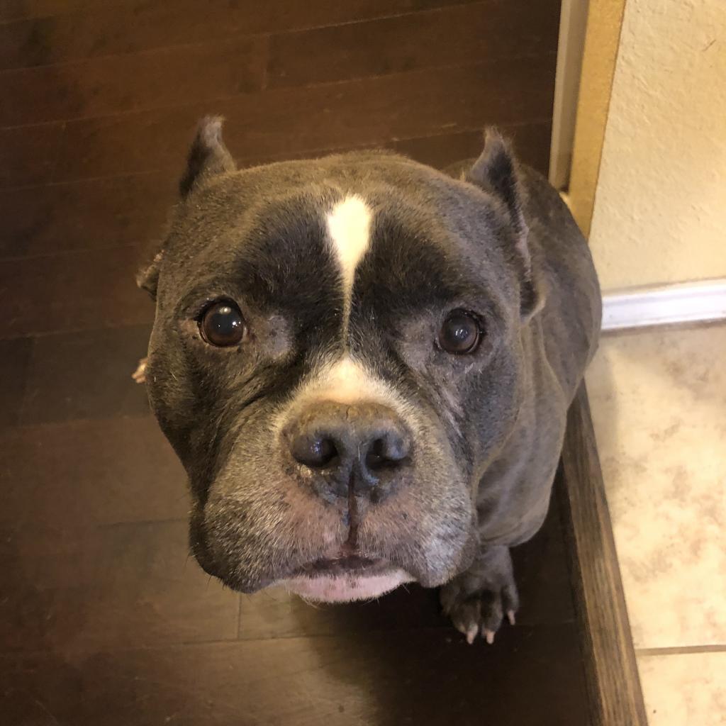 Enlarge Cauliflower, a Adoptable mixed breed in Austin, TX image 5/6