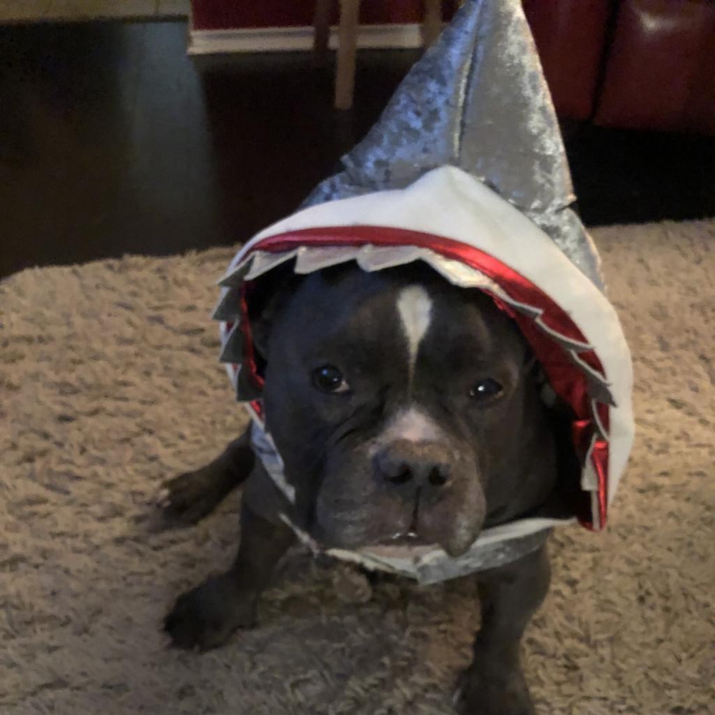 Enlarge Cauliflower, a Adoptable mixed breed in Austin, TX image 6/6