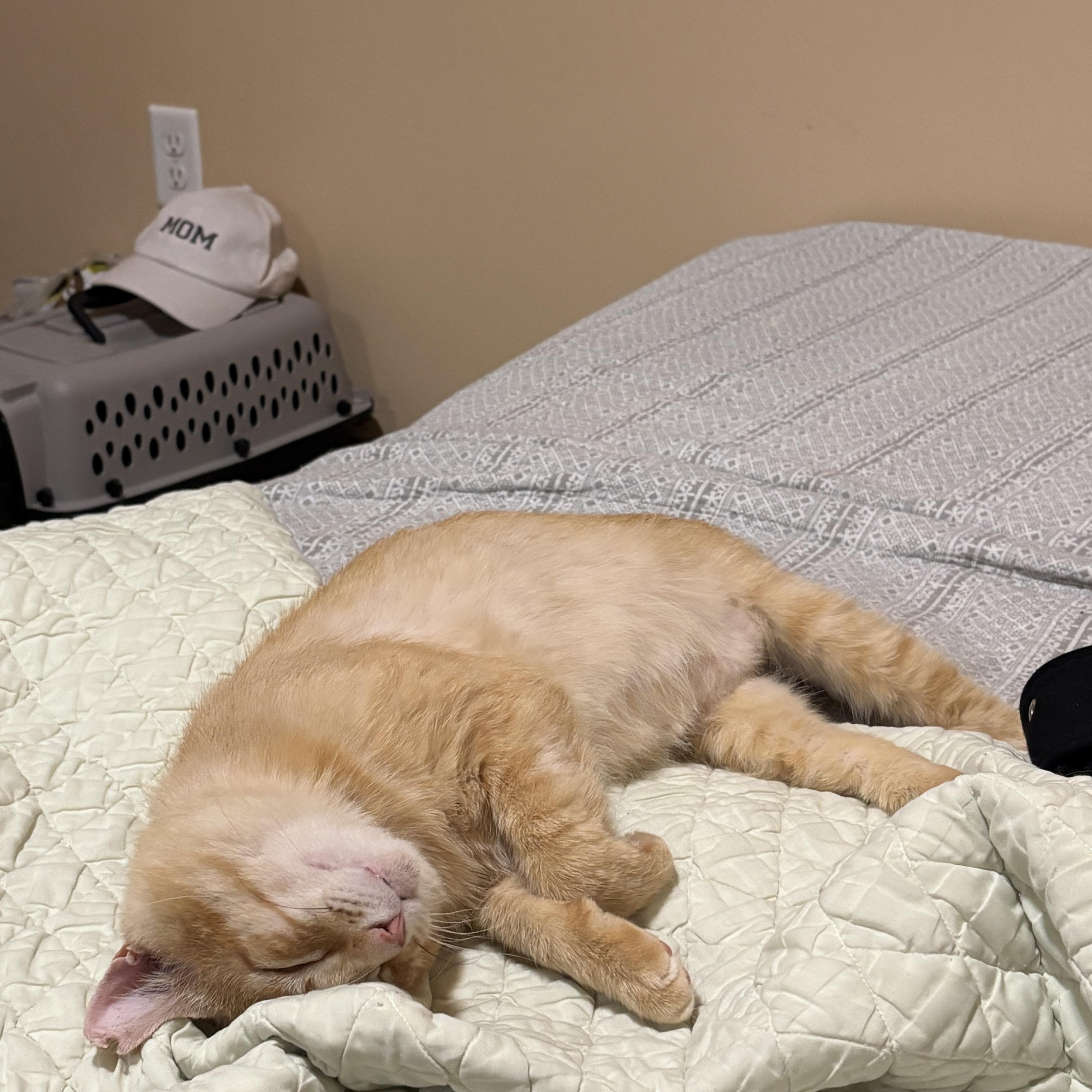 Marmalade, an adoptable Domestic Short Hair in Springfield, OR, 97478 | Photo Image 2