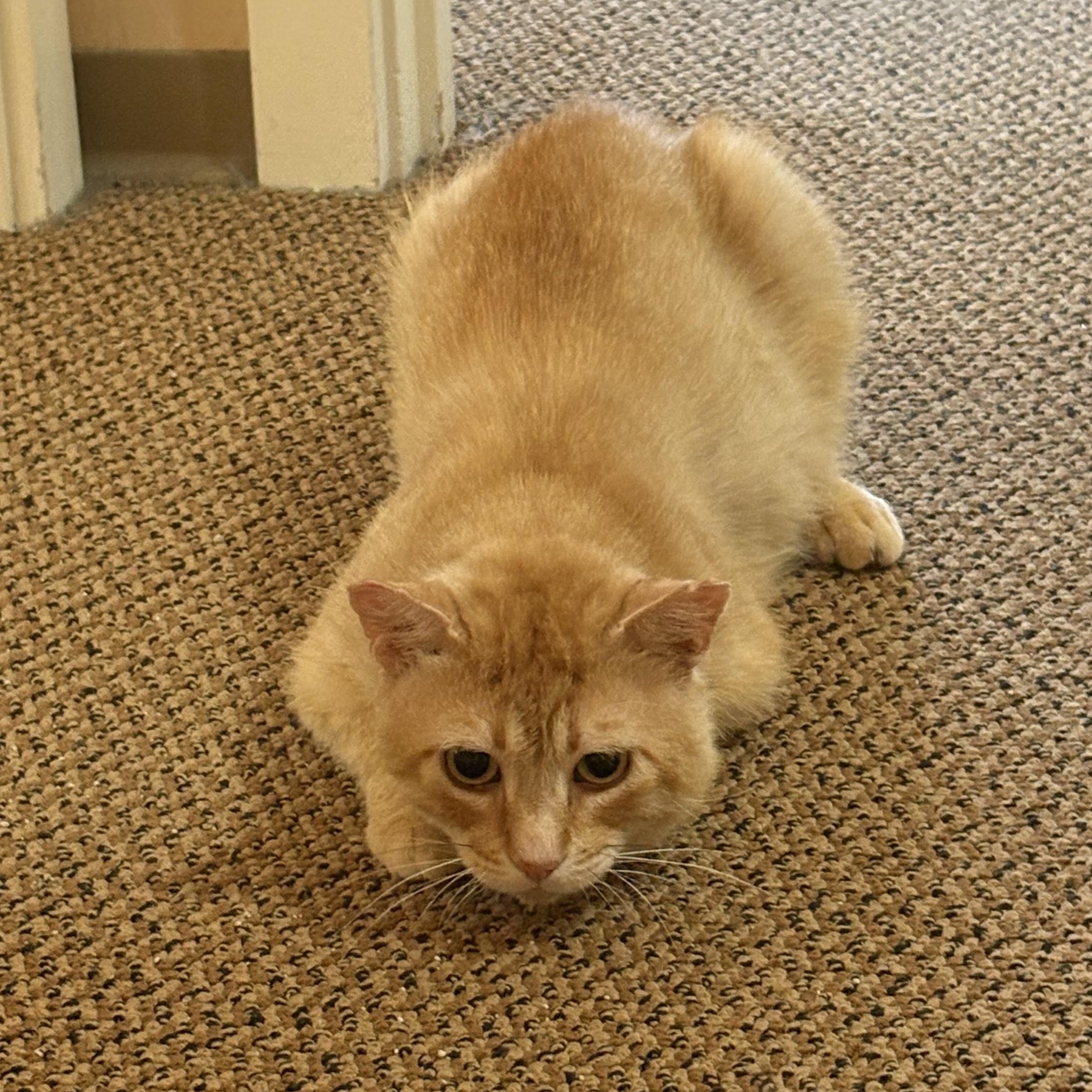 Marmalade, an adoptable Domestic Short Hair in Springfield, OR, 97478 | Photo Image 4