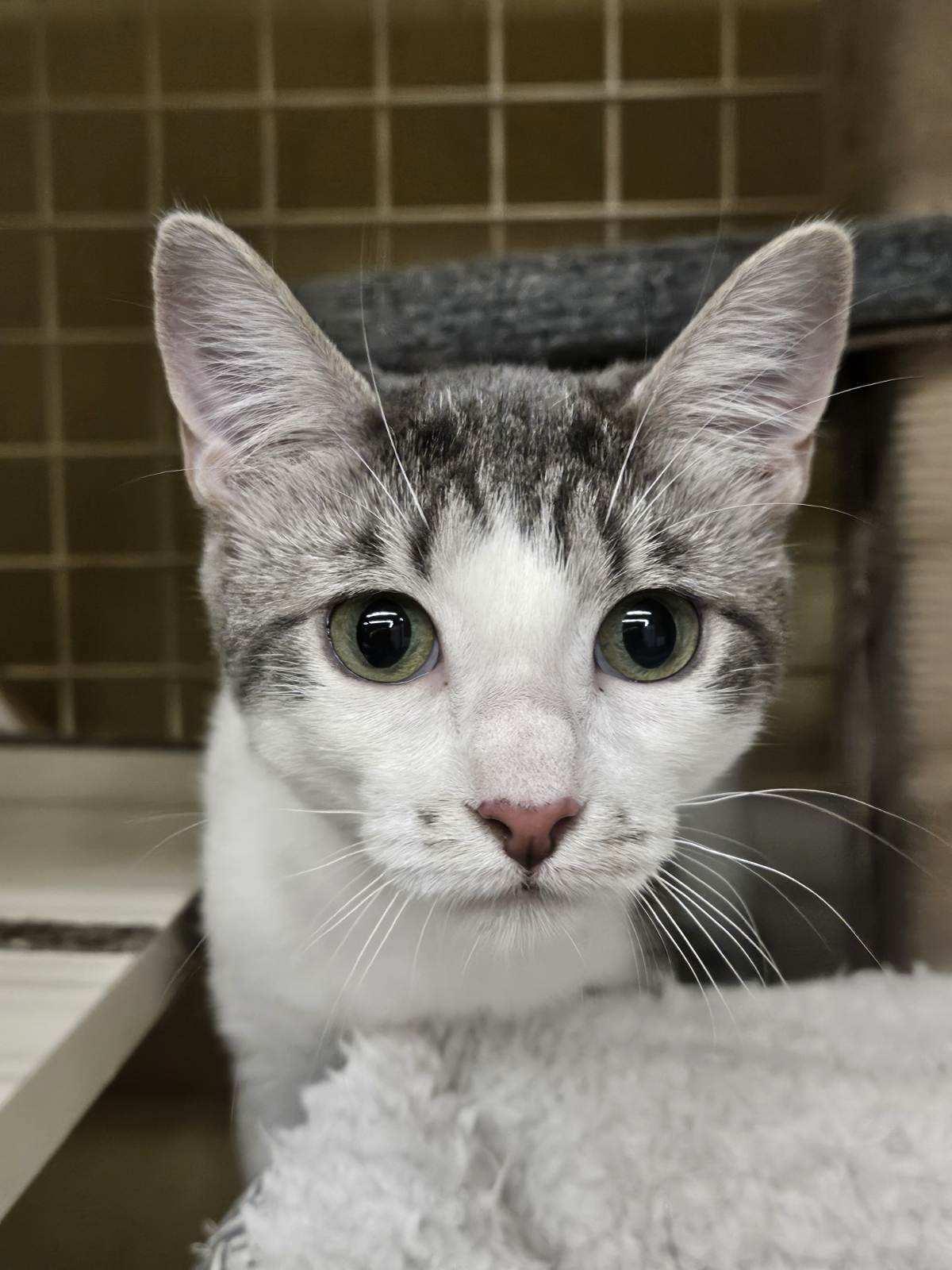 Enlarge Sister, a Adoptable Domestic Short Hair in Grand Prairie, TX image 3/4