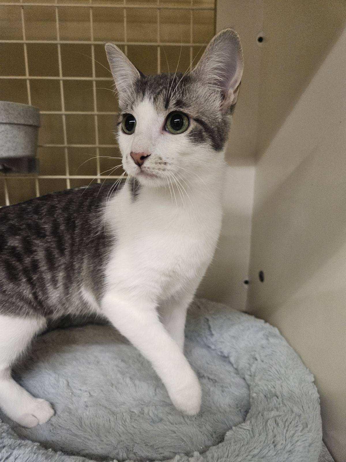 Enlarge Sister, a Adoptable Domestic Short Hair in Grand Prairie, TX image 4/4