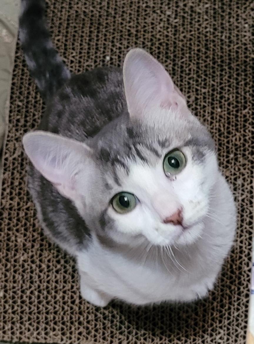 Enlarge Sister, a Adoptable Domestic Short Hair in Grand Prairie, TX image 1/4