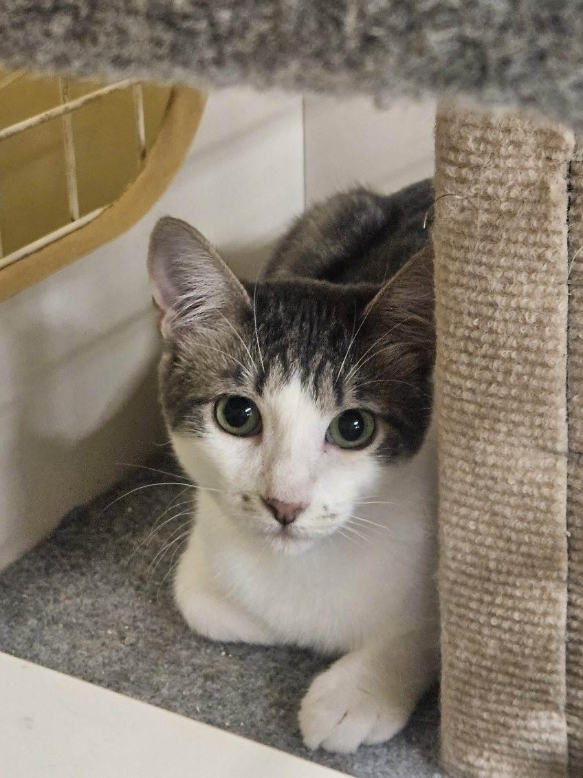 Enlarge Sister, a Adoptable Domestic Short Hair in Grand Prairie, TX image 2/4