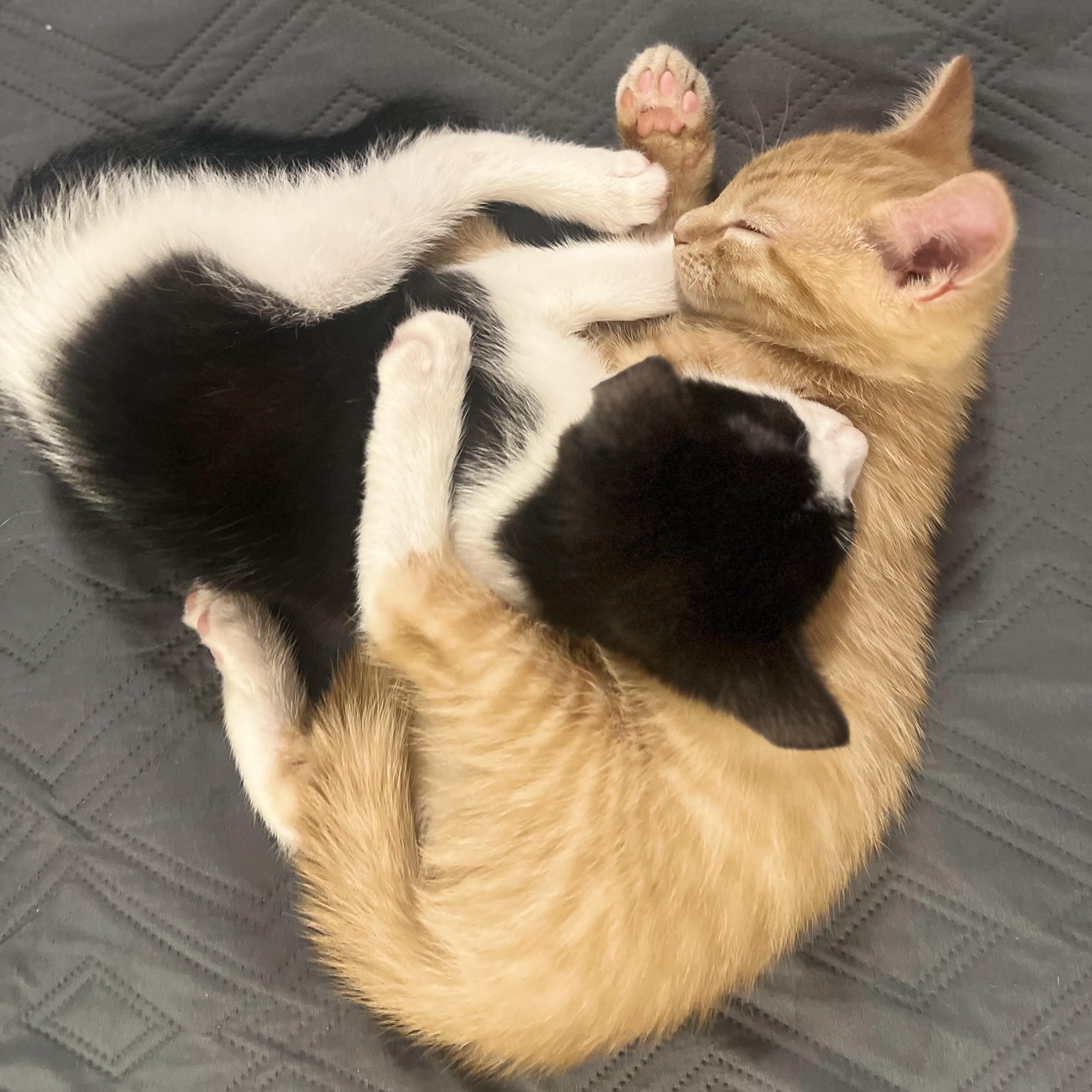 Tom & Jerry (Bonded pair), a ADOPTABLE American Shorthair in Lincoln Park, NJ image 4/5