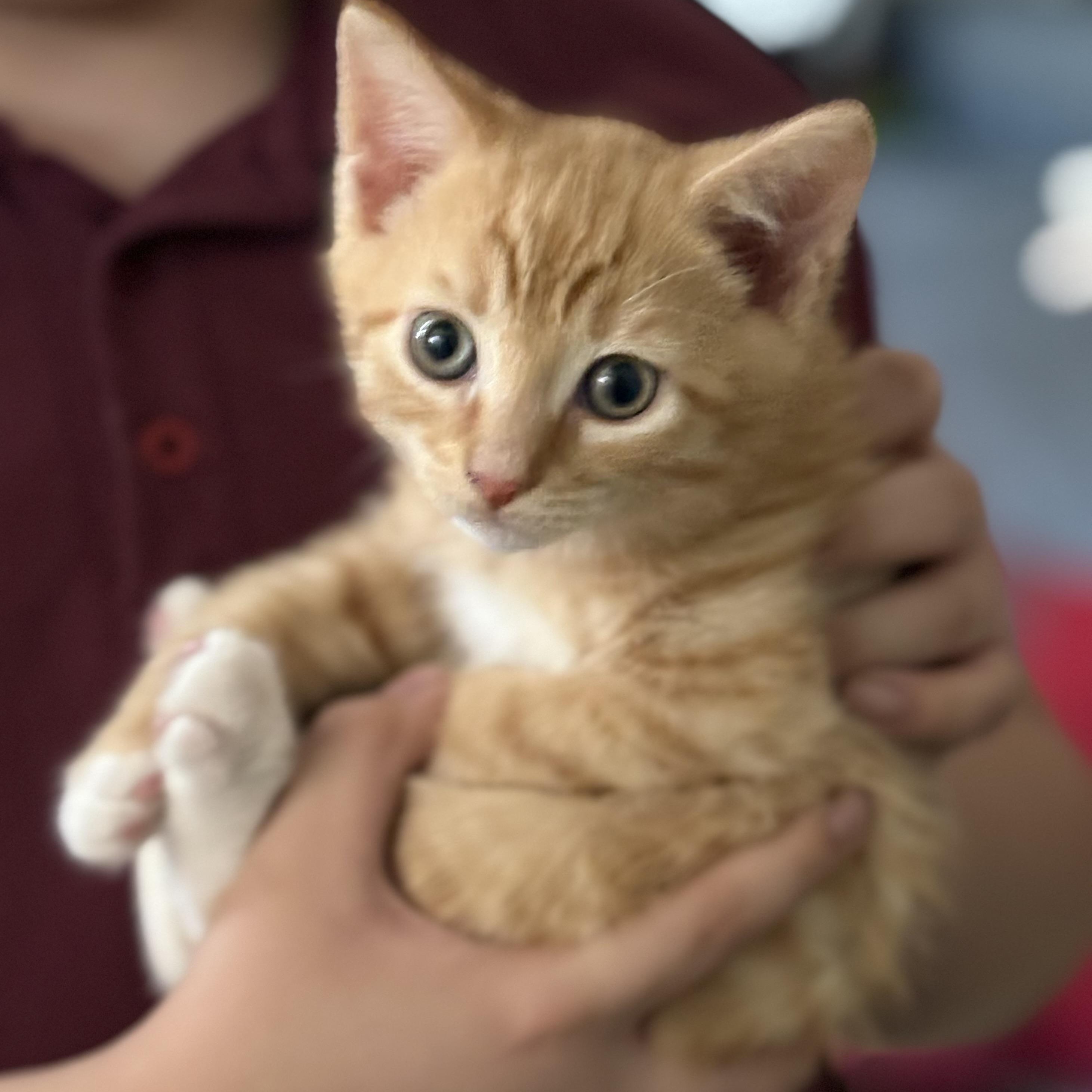 Tom & Jerry (Bonded pair), a ADOPTABLE American Shorthair in Lincoln Park, NJ image 2/5