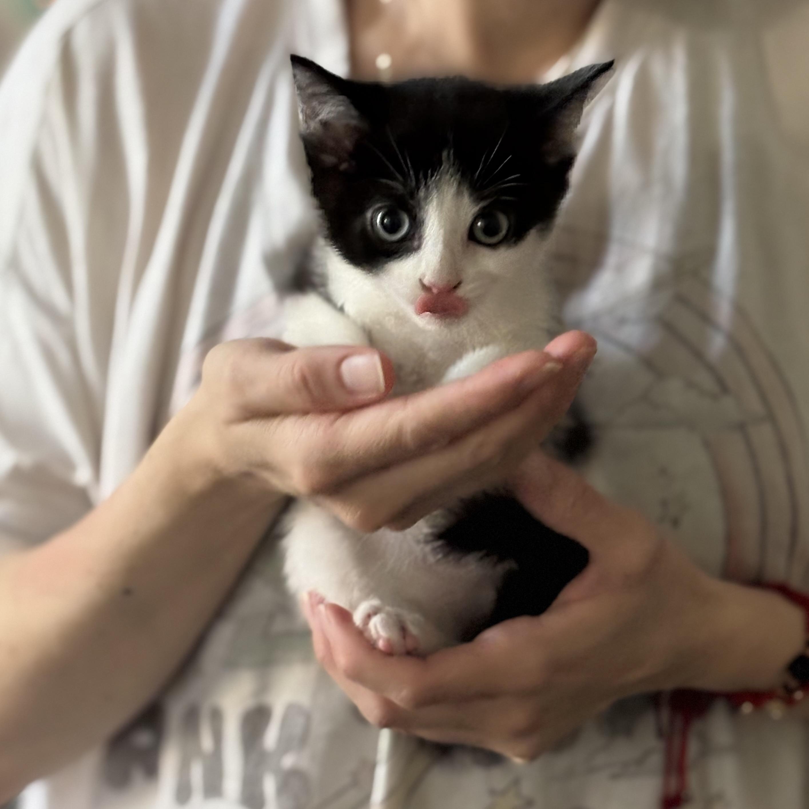 Tom & Jerry (Bonded pair), a ADOPTABLE American Shorthair in Lincoln Park, NJ image 3/5