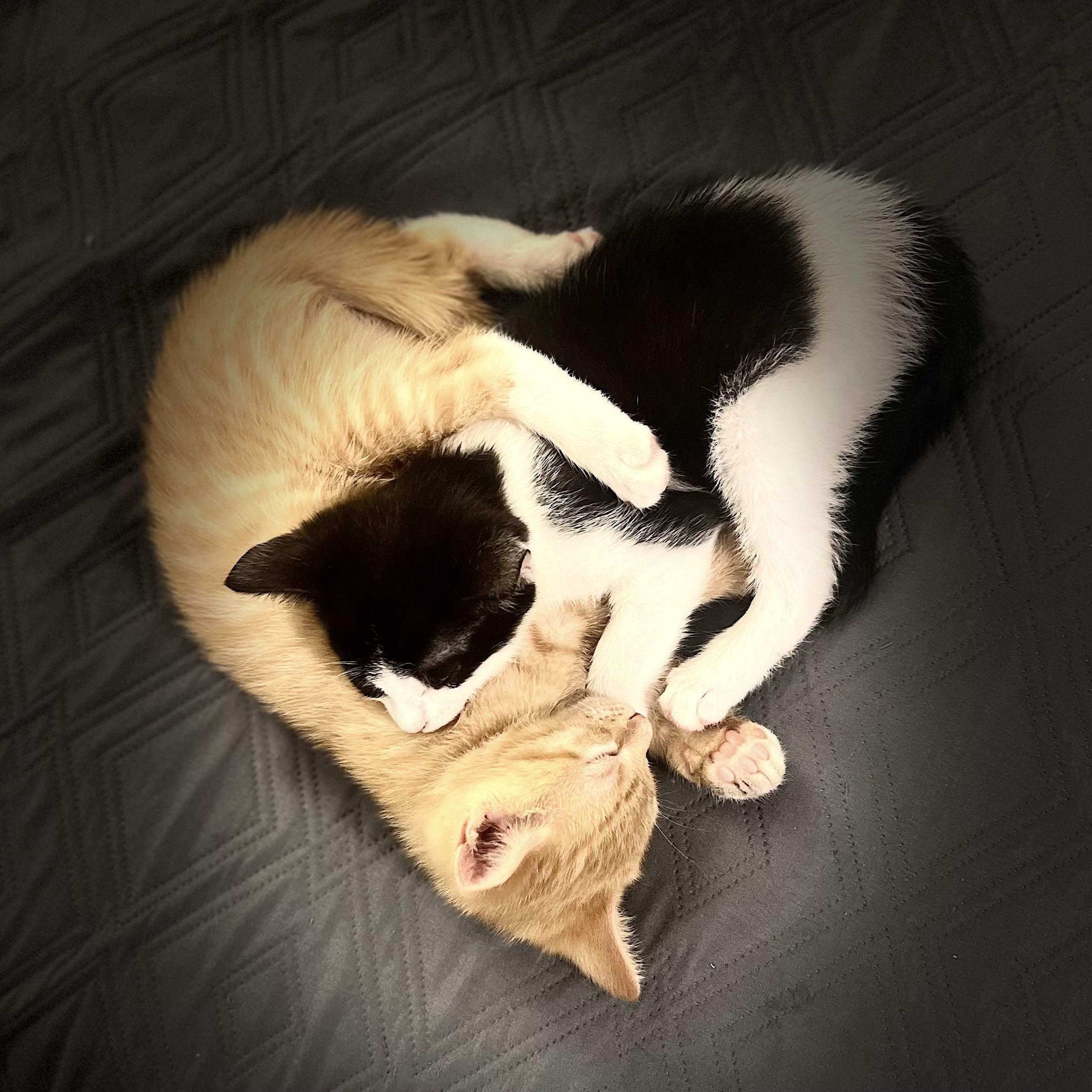 Tom & Jerry (Bonded pair), ADOPTABLE, Kitten Male American Shorthair.