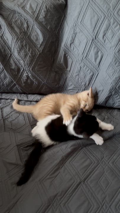 Enlarge Tom & Jerry (Bonded pair), a ADOPTABLE American Shorthair in Lincoln Park, NJ video 5/5