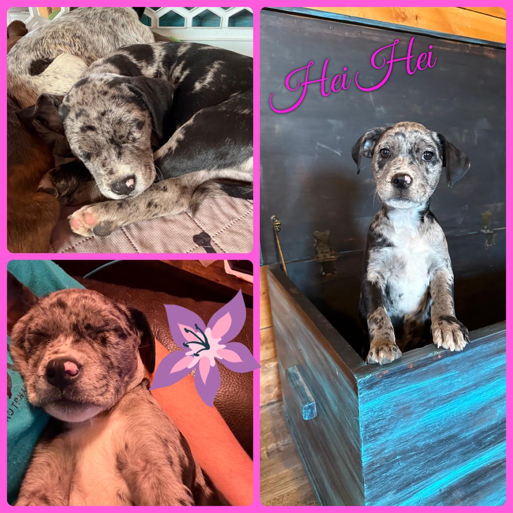 Hei Hei, Adoptable, Puppy Female Boxer & Mixed Breed.