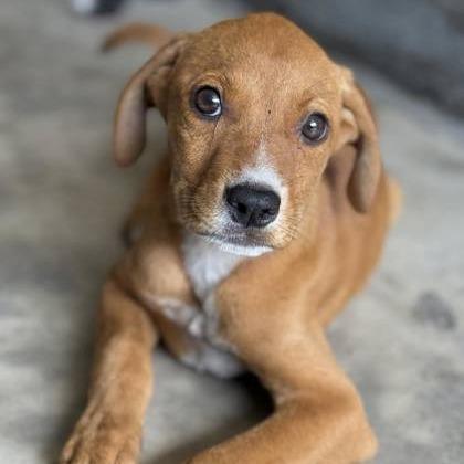 Diva, Adoptable, Young Female Hound & Mixed Breed.