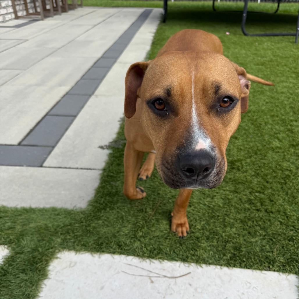 Enlarge Diva, a Adoptable mixed breed in North Charleston, SC image 2/6