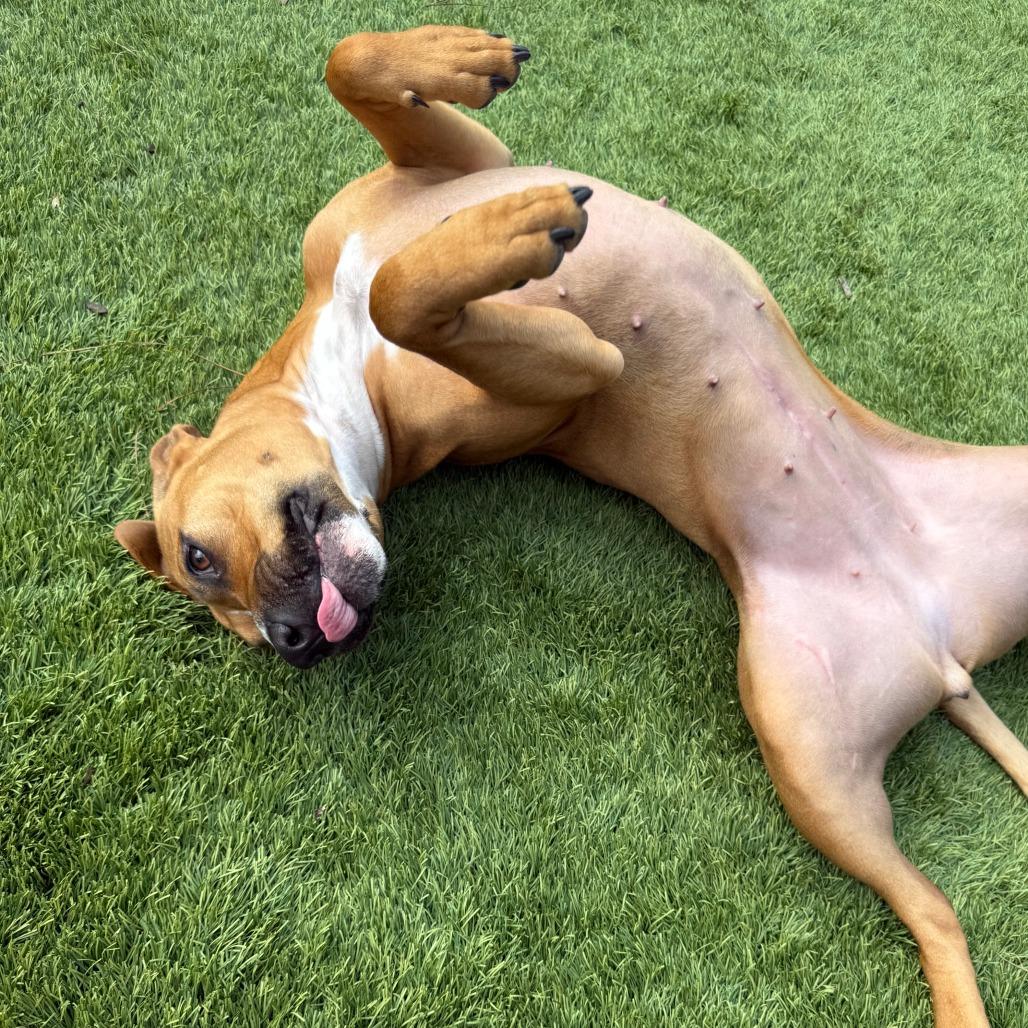 Enlarge Diva, a Adoptable mixed breed in North Charleston, SC image 3/6