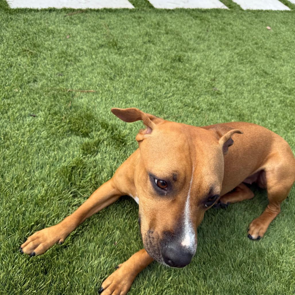 Enlarge Diva, a Adoptable mixed breed in North Charleston, SC image 4/6
