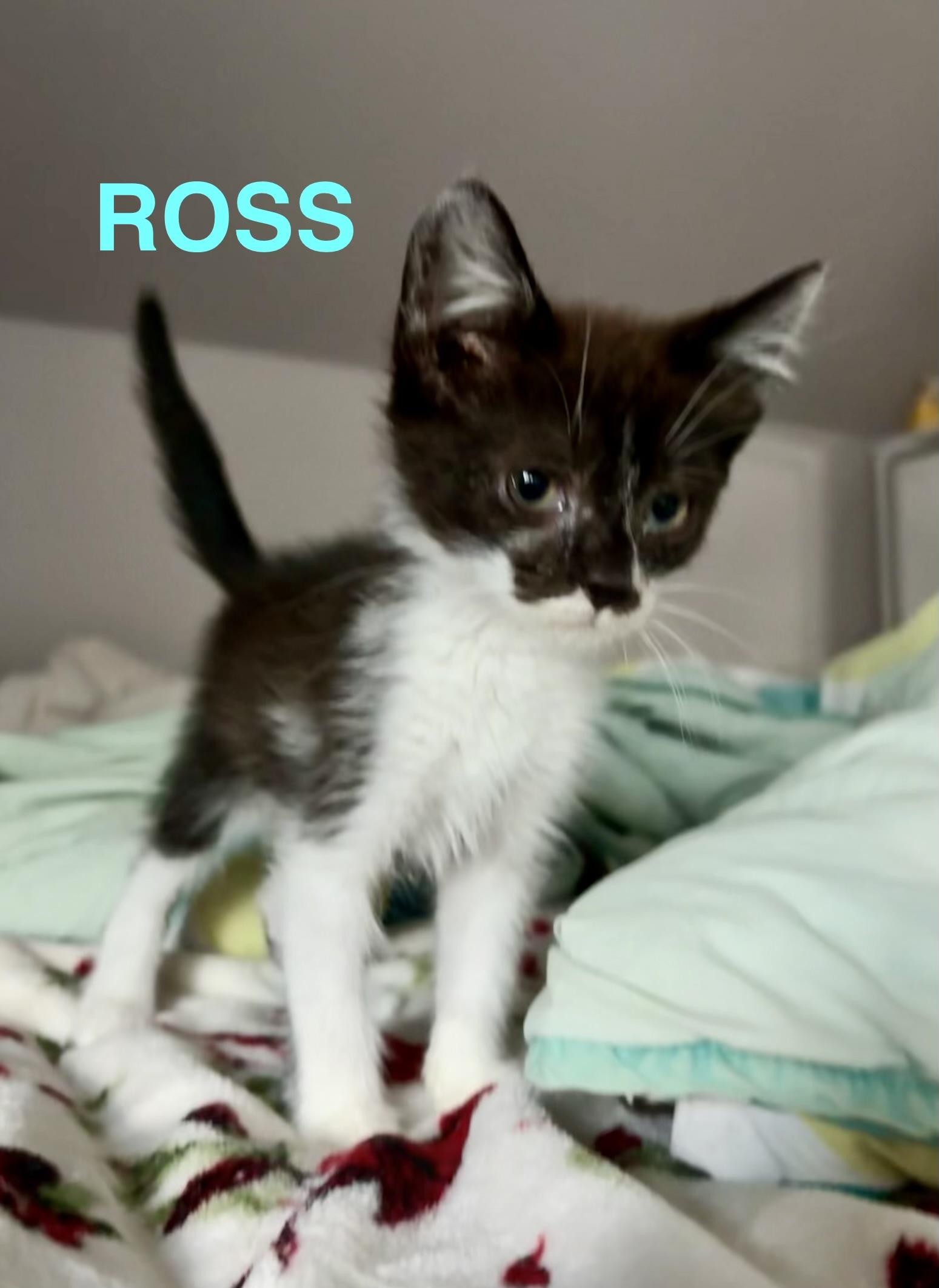 Enlarge Ross, a Adoptable Domestic Short Hair in Mount Pleasant, SC image 1/1