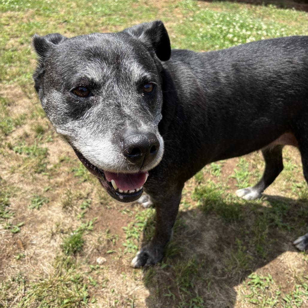 Enlarge Kemper Kai, a Adoptable mixed breed in Starkville, MS image 1/6