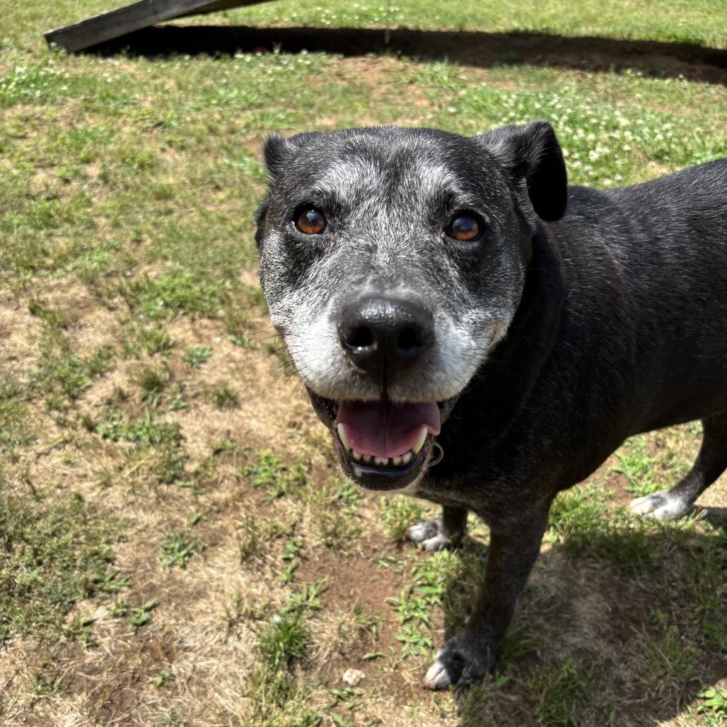 Enlarge Kemper Kai, a Adoptable mixed breed in Starkville, MS image 2/6