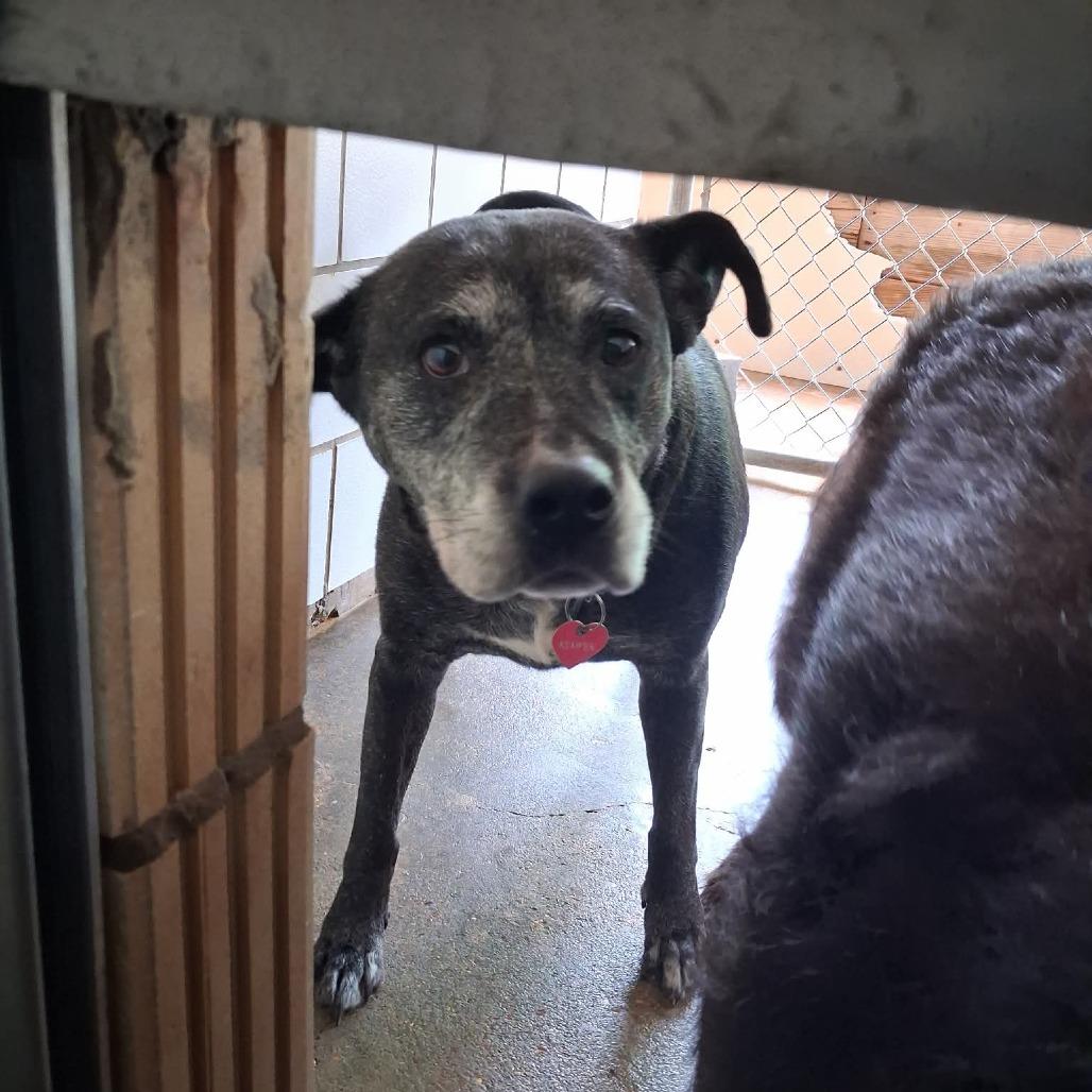 Enlarge Kemper Kai, a Adoptable mixed breed in Starkville, MS image 3/6