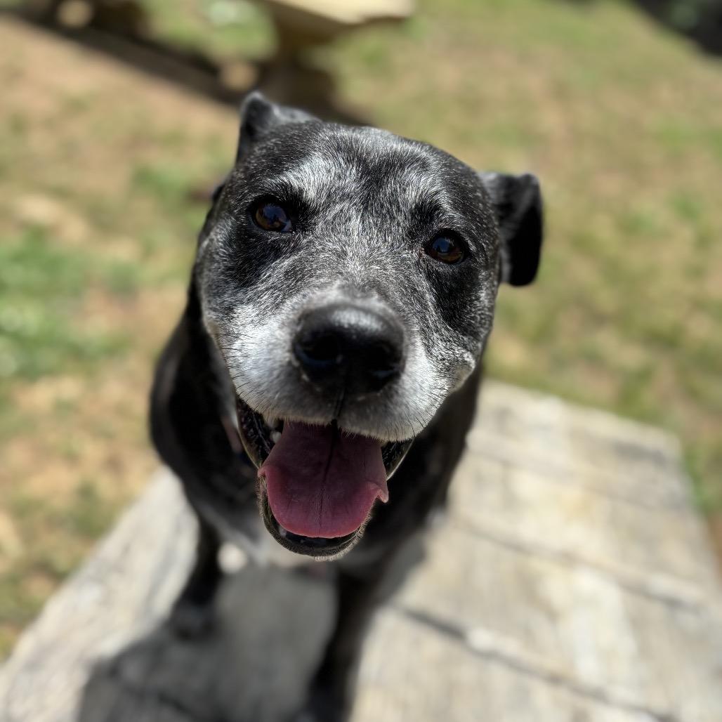 Enlarge Kemper Kai, a Adoptable mixed breed in Starkville, MS image 4/6