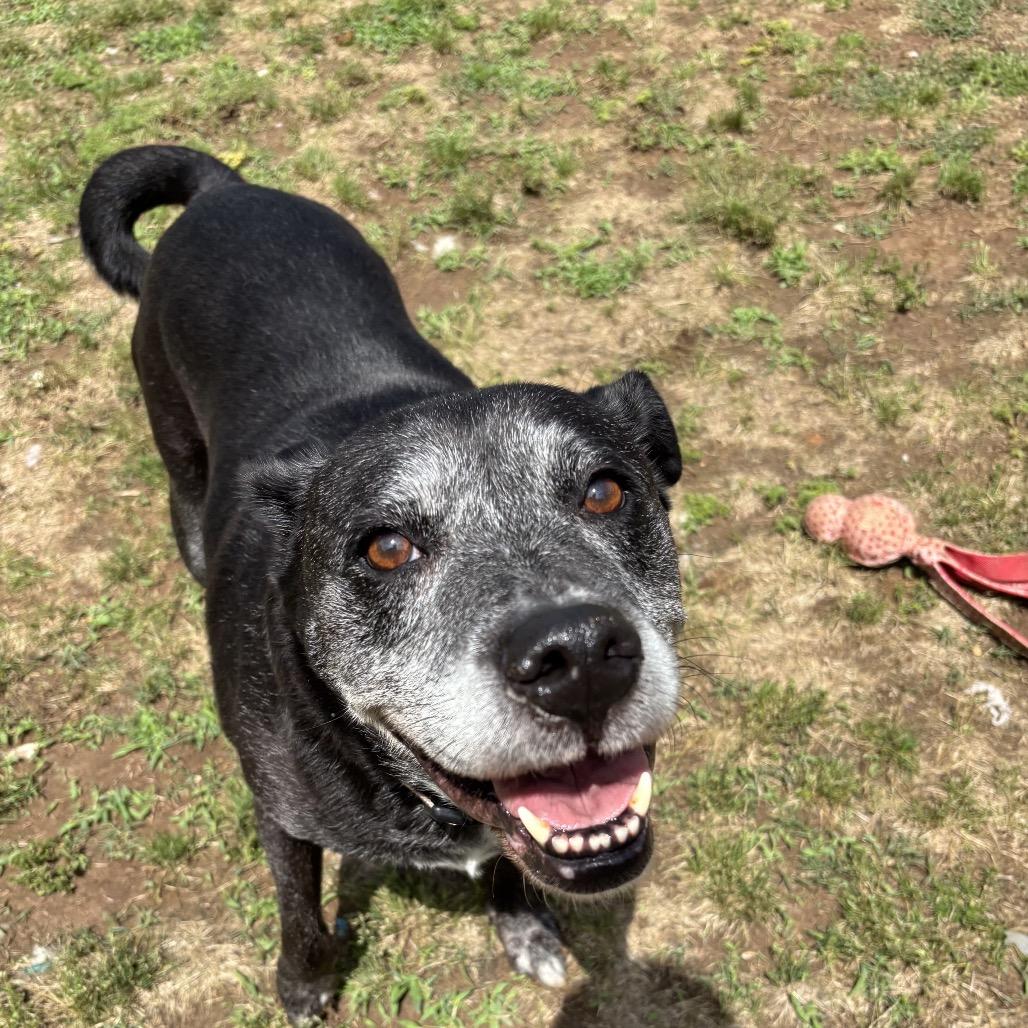 Enlarge Kemper Kai, a Adoptable mixed breed in Starkville, MS image 5/6