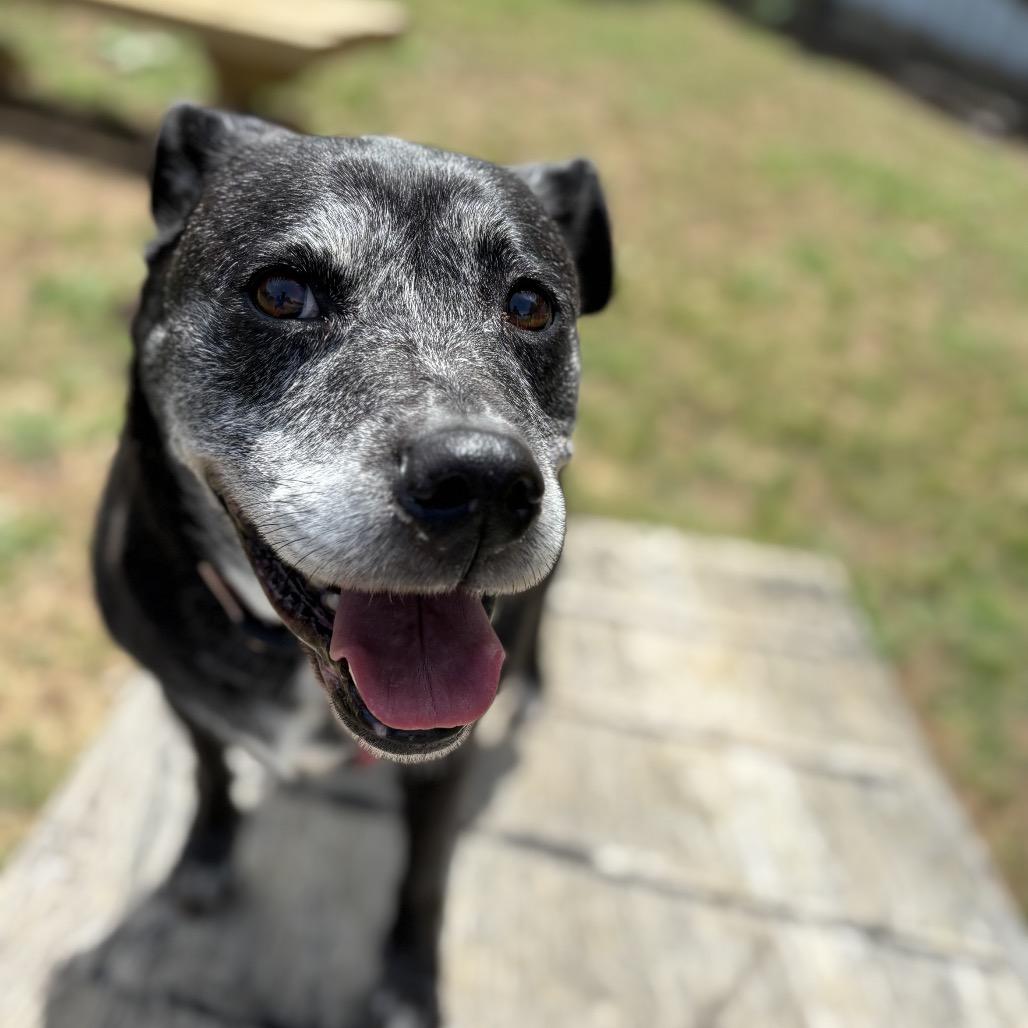 Enlarge Kemper Kai, a Adoptable mixed breed in Starkville, MS image 6/6