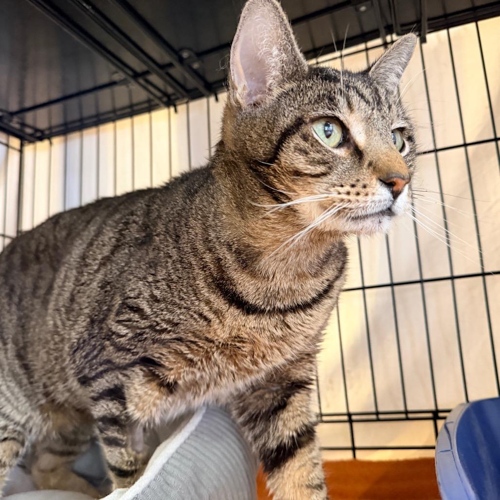 Butterball — thumbnail 2