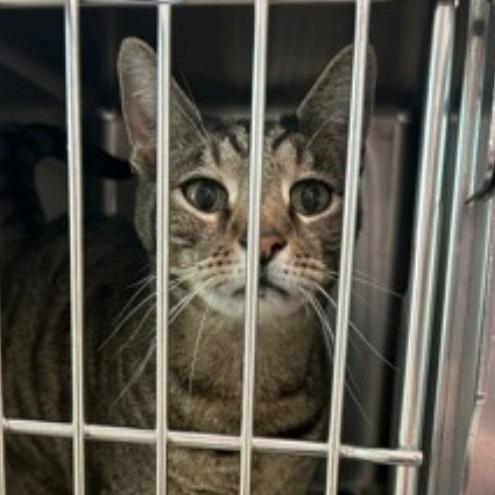 Butterball — thumbnail 3