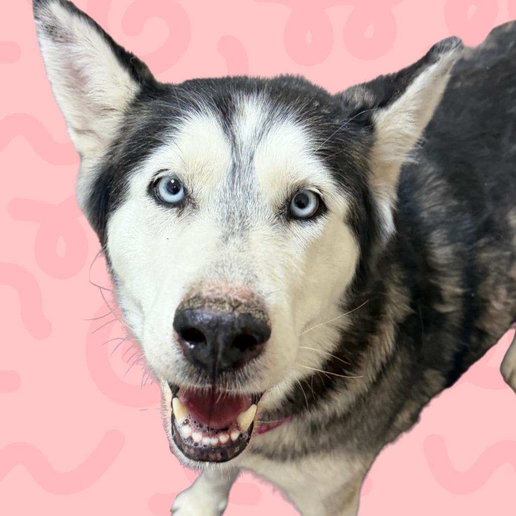 Coraline, Adoptable, Adult Female Siberian Husky.