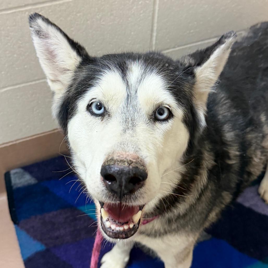 Enlarge Coraline, a Adoptable Siberian Husky in Reno, NV image 2/2