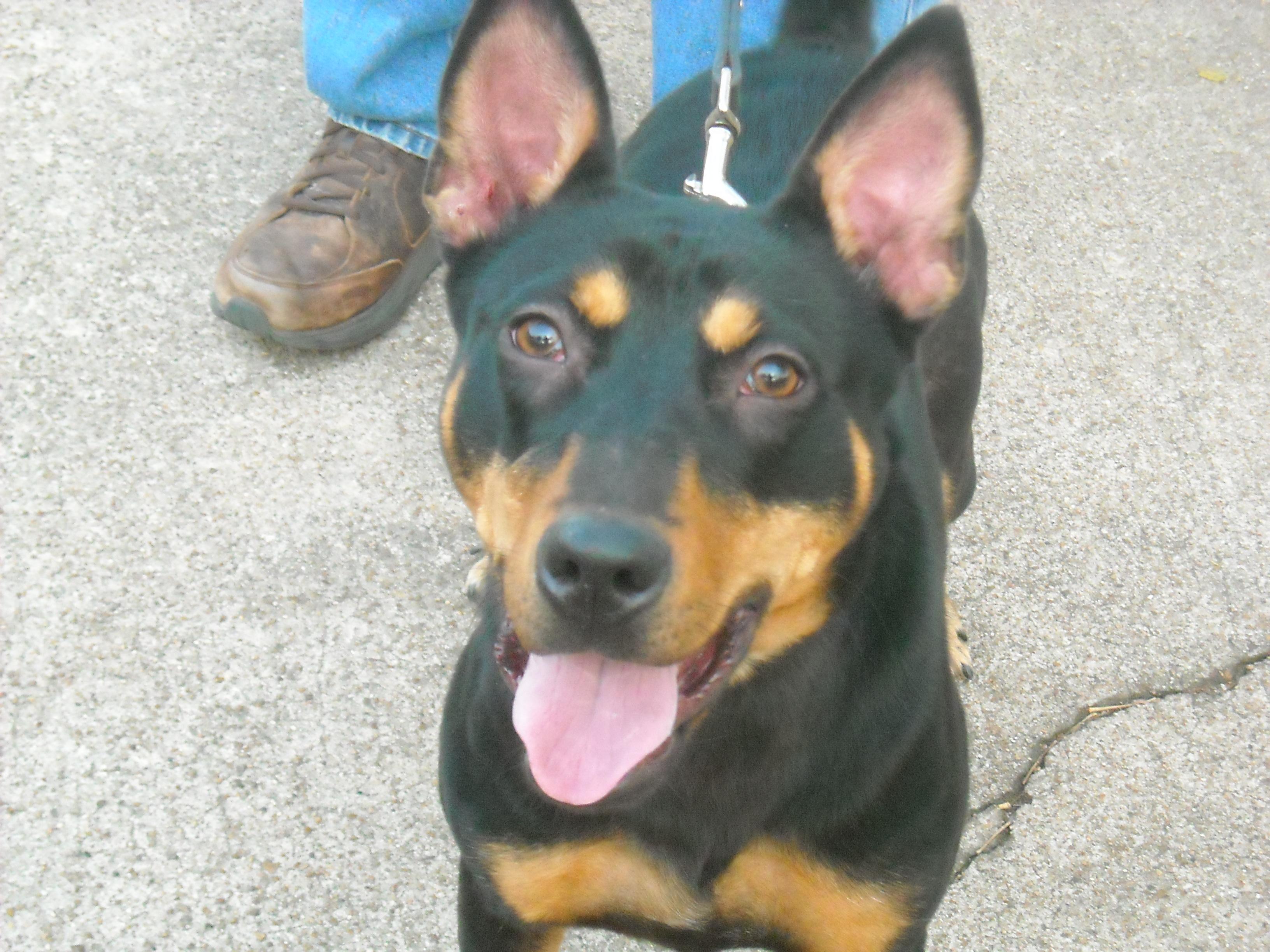 Rika, an adoptable German Shepherd Dog, Miniature Pinscher in Houston, TX, 77094 | Photo Image 1