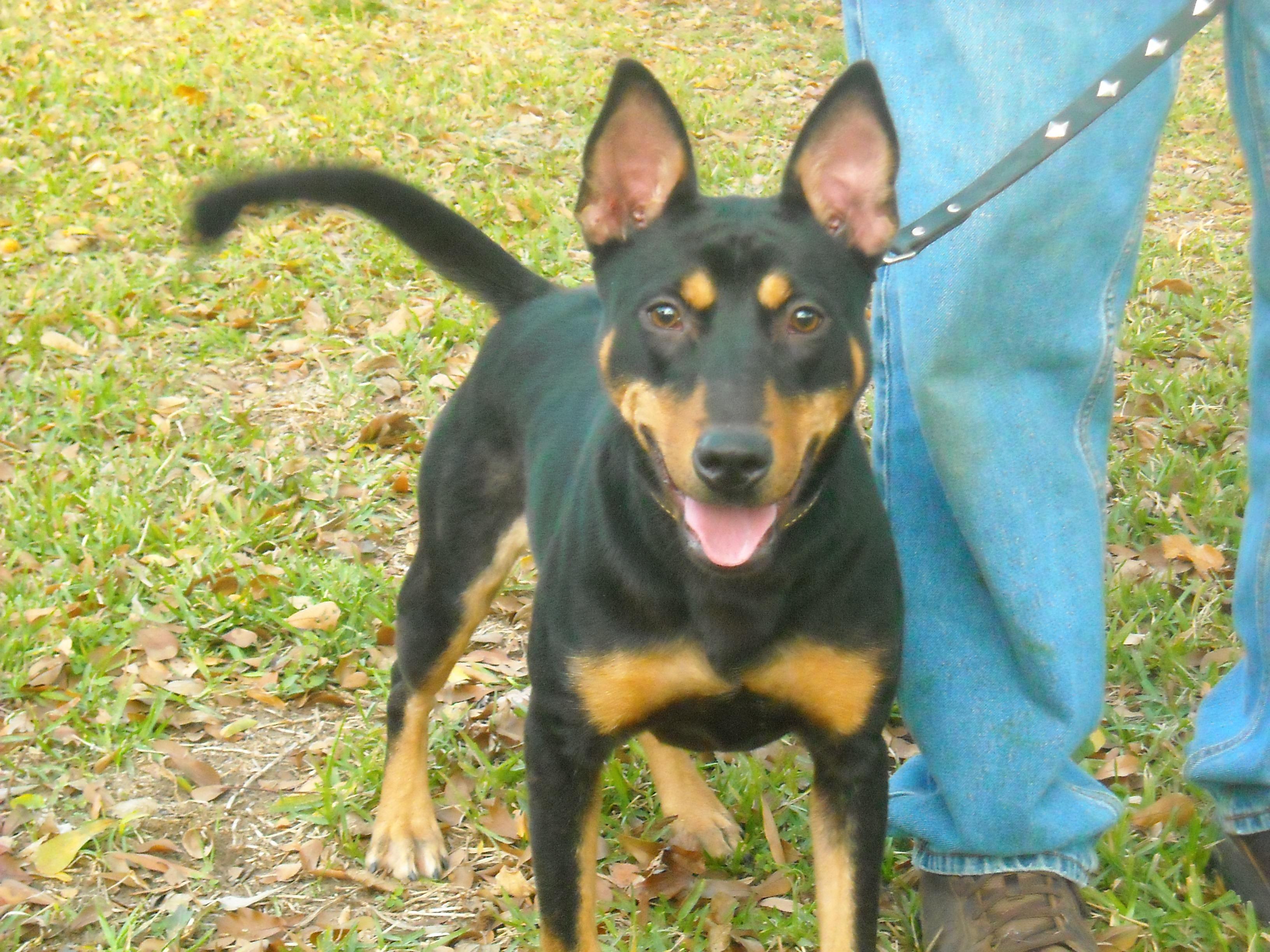 Rika, a Adoptable mixed breed in Houston, TX image 2/4